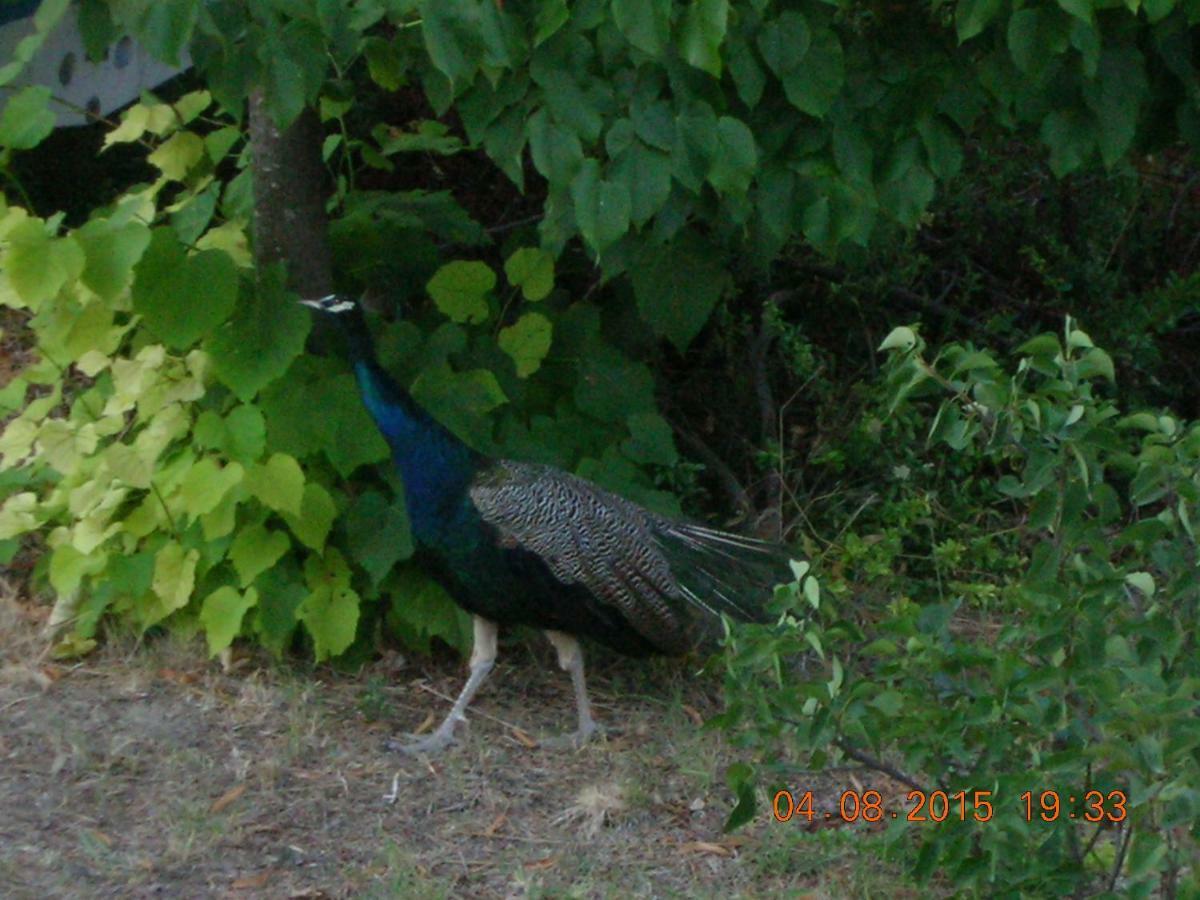 Peacock Villa Upper Эпаноми Экстерьер фото